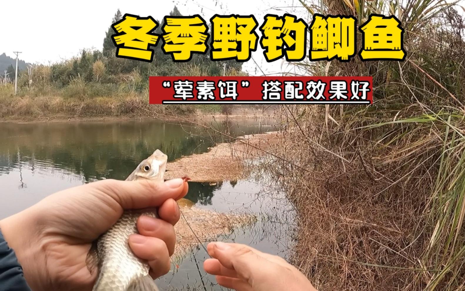 野钓如何搭配饵料(野钓怎么搭配饵料)