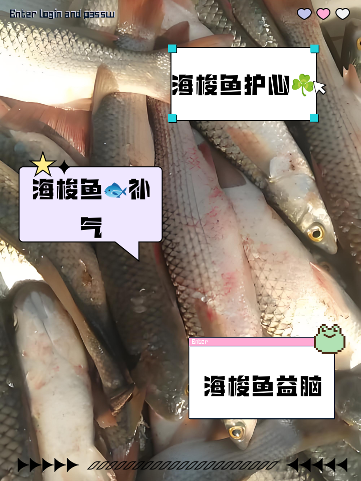 东营海钓抽梭鱼(东营海钓抽梭鱼价格)