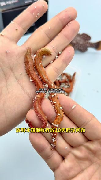 海钓如何挂沙蚕(海钓如何挂沙蚕鱼)
