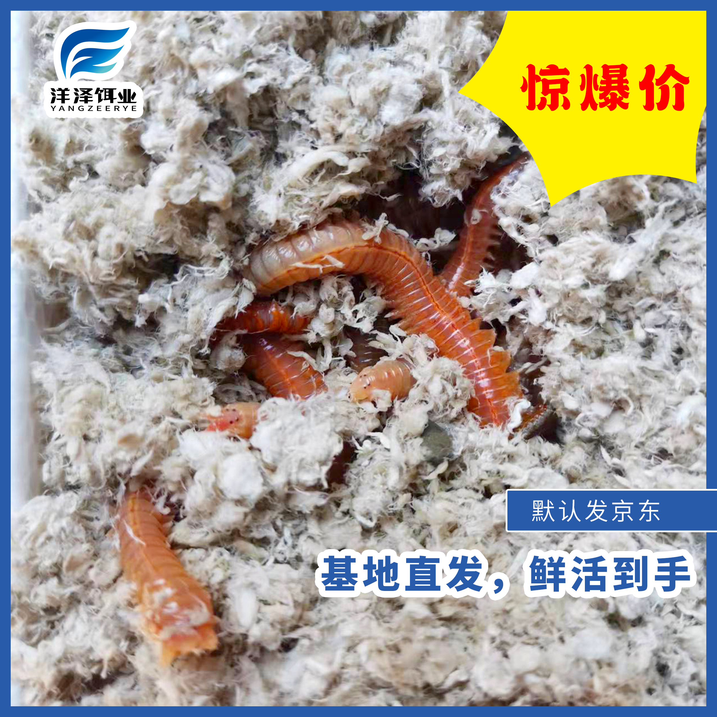 海钓如何挂沙蚕(海钓如何挂沙蚕鱼)