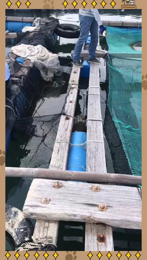 黄鱼排海钓(海钓黄鱼黑鱼用什么饵)