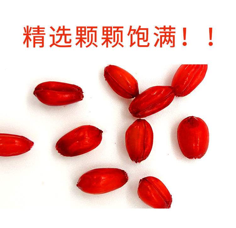 钓鱼小麦颗粒饵料(小麦颗粒可以钓什么鱼)