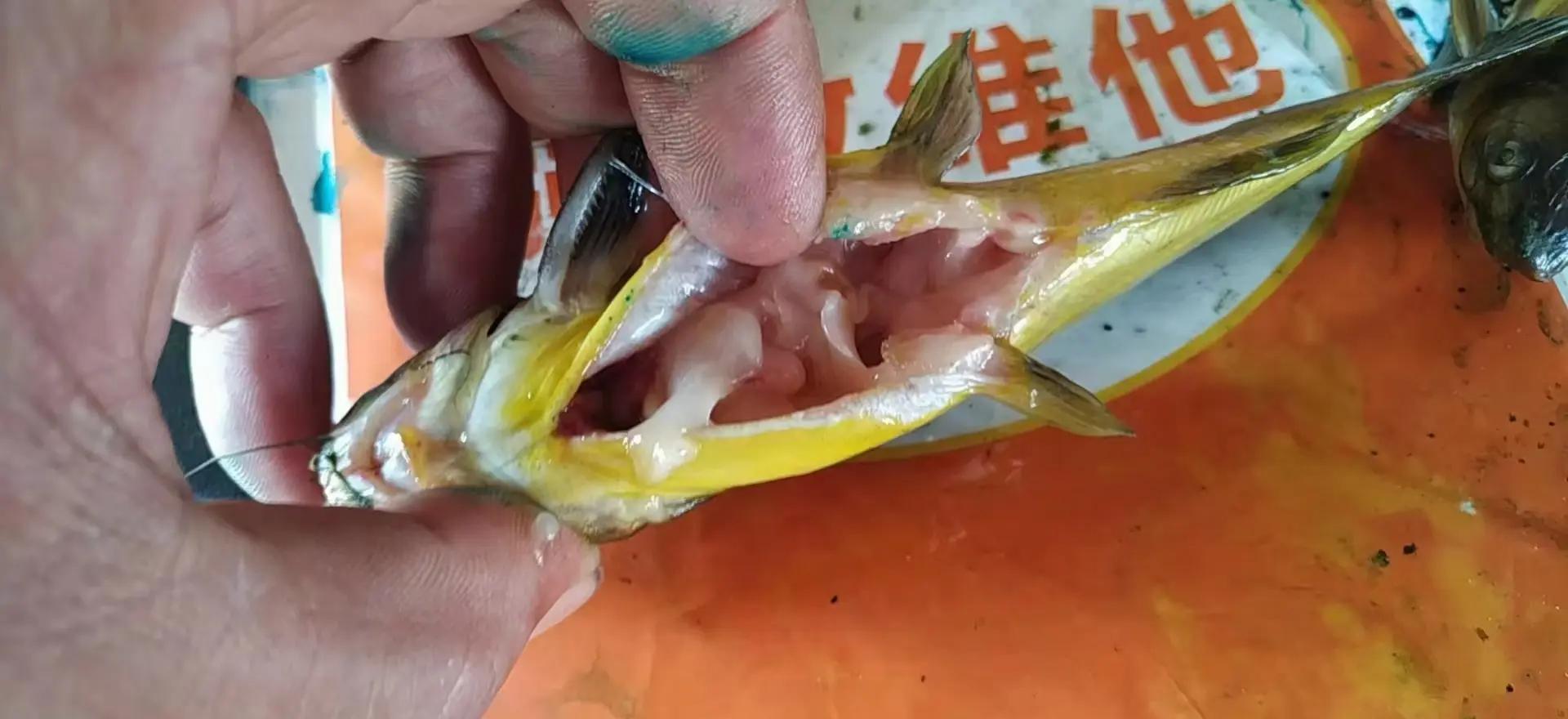 黄桑鱼垂钓技巧(钩黄桑鱼用什么做窝)