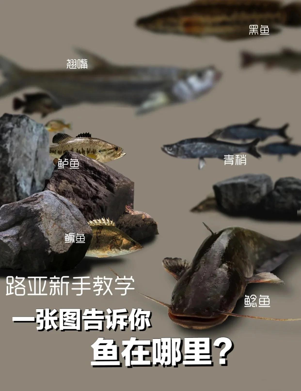 怎么专业学路亚(新手学路亚教学视频)