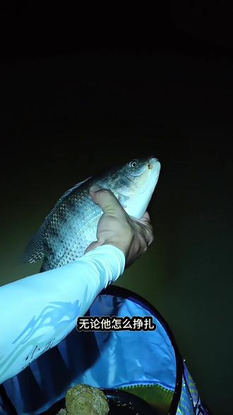 黑坑钓滑口罗非鱼技巧(黑坑钓滑口罗非鱼技巧视频)