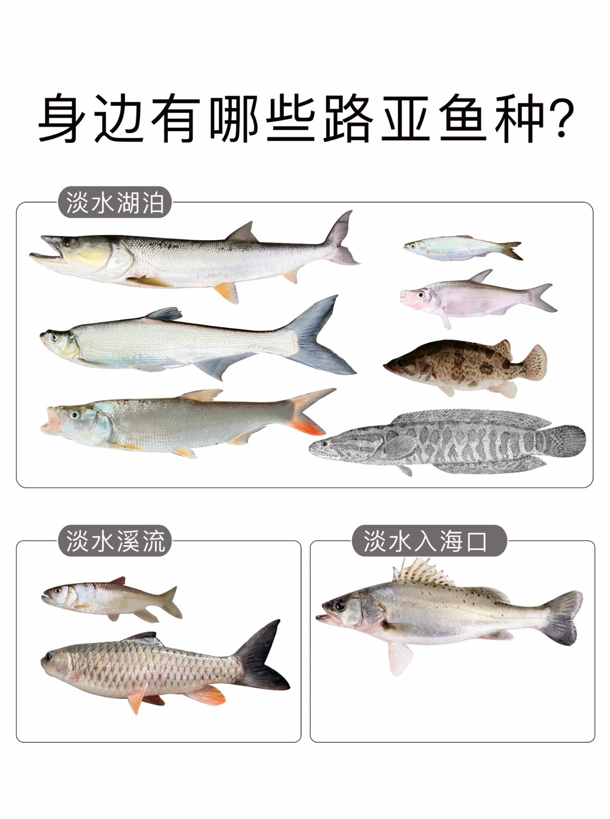 路亚淡水对象鱼(淡水路亚对象鱼有多少种)