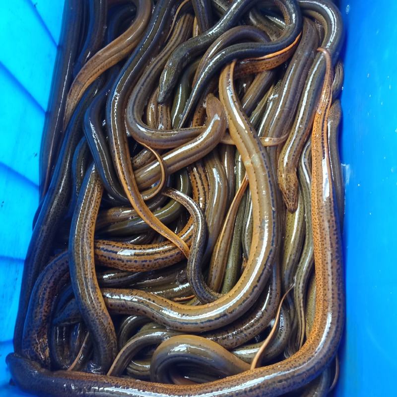 海钓黄鳝(2020钓黄鳝视频)