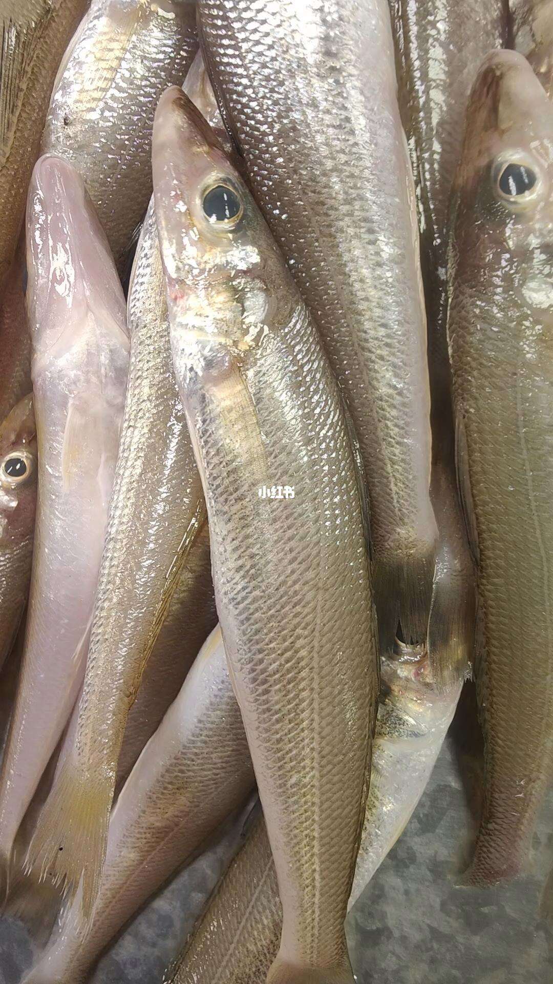 海钓梭鱼钓饵钓法(海钓梭鱼钓饵钓法视频)