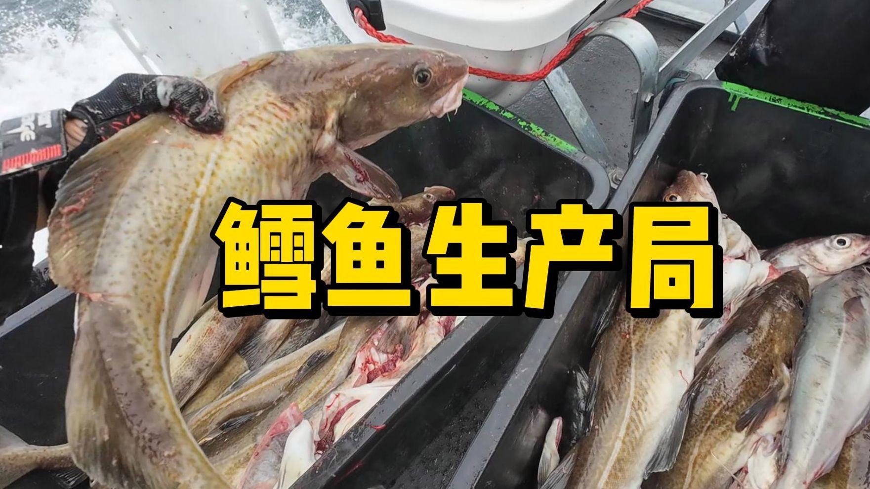 海钓鳕鱼的钓场(鳕鱼钩钓与海捕价格怎么差那么大)
