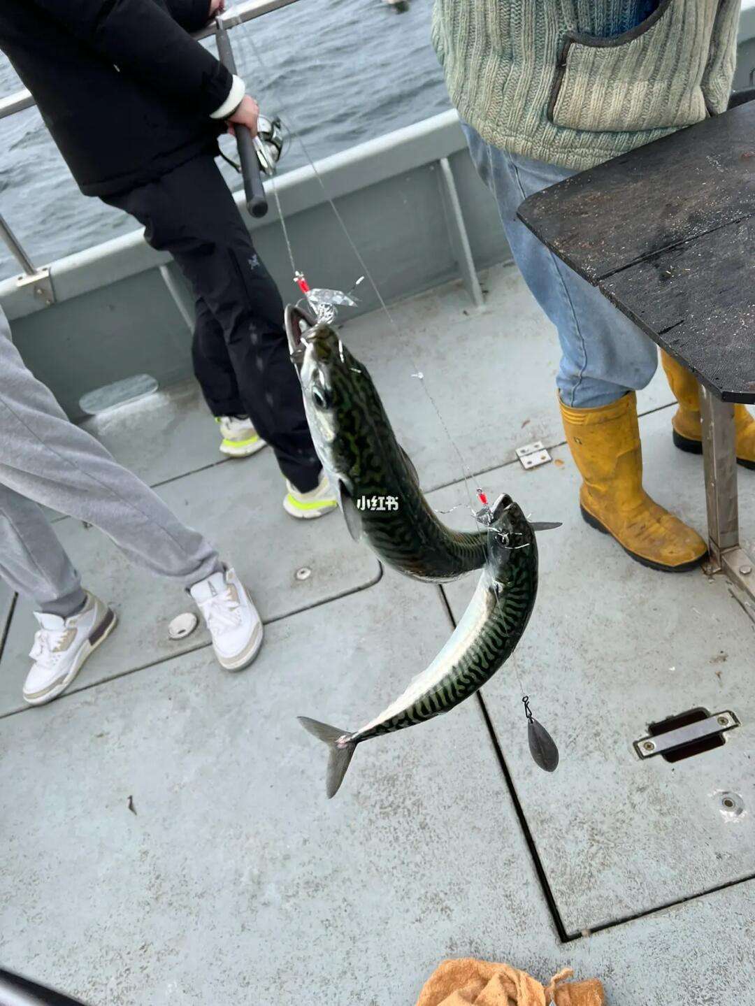 海钓鳕鱼的钓场(鳕鱼钩钓与海捕价格怎么差那么大)