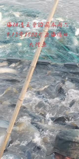 唐海钓友群(唐山海钓钓鱼论坛)
