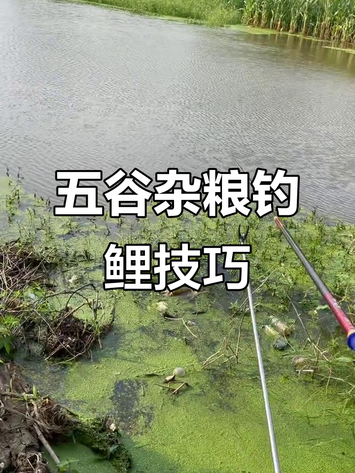 饵料如何钓鲤鱼(饵料如何钓鲤鱼最好)