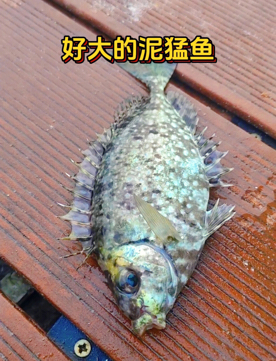 海钓的鱼收费吗(海钓钓的鱼卖钱吗)
