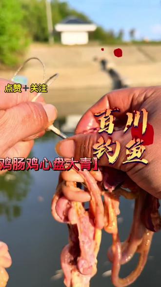 鸡肠做饵料钓鱼(鸡肠做饵料钓鱼怎么样)