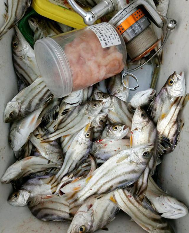 吴川近海钓鱼(吴川海钓最佳点)