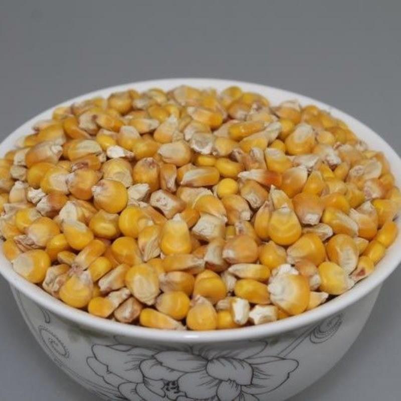 制作干玉米饵料(干玉米钓鱼泡制窝料)