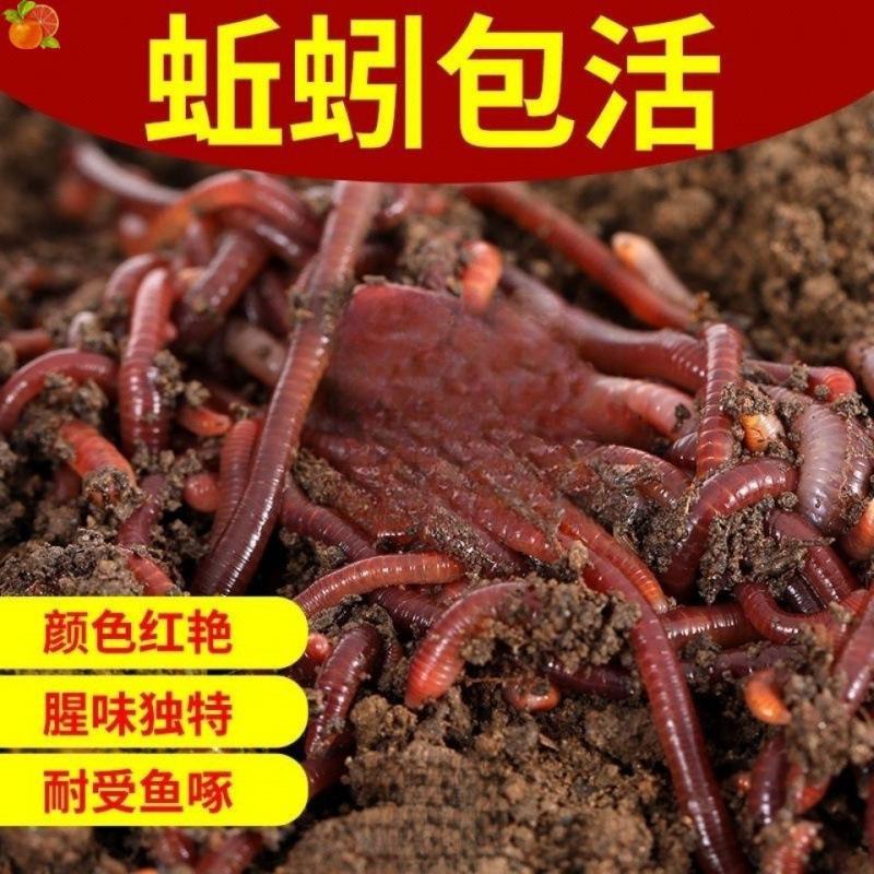 鱼只吃蚯蚓不吃饵料(鱼只吃蚯蚓不吃饵料怎么回事)