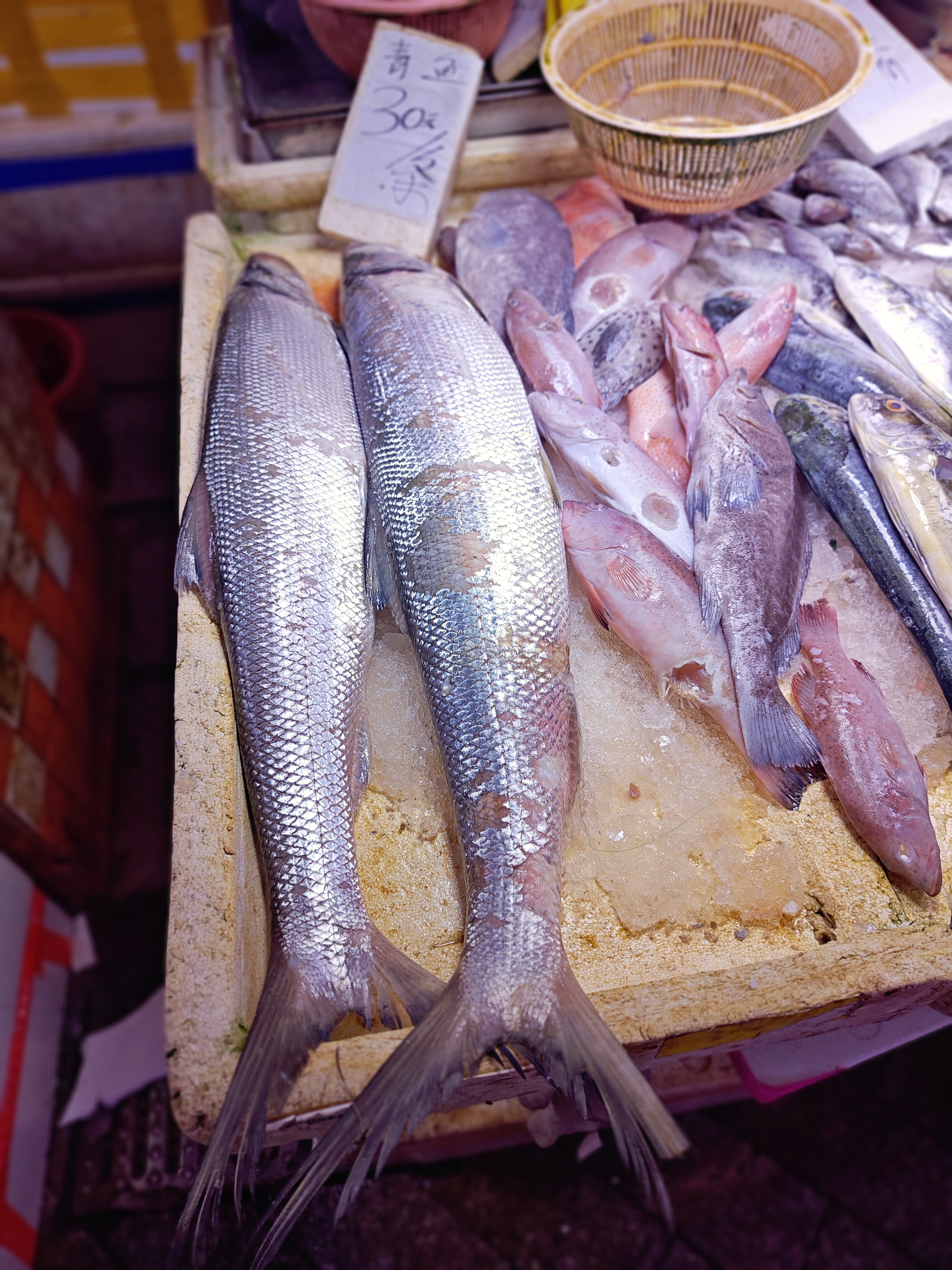 天津海钓梭鱼(天津船钓梭鱼方法视频)