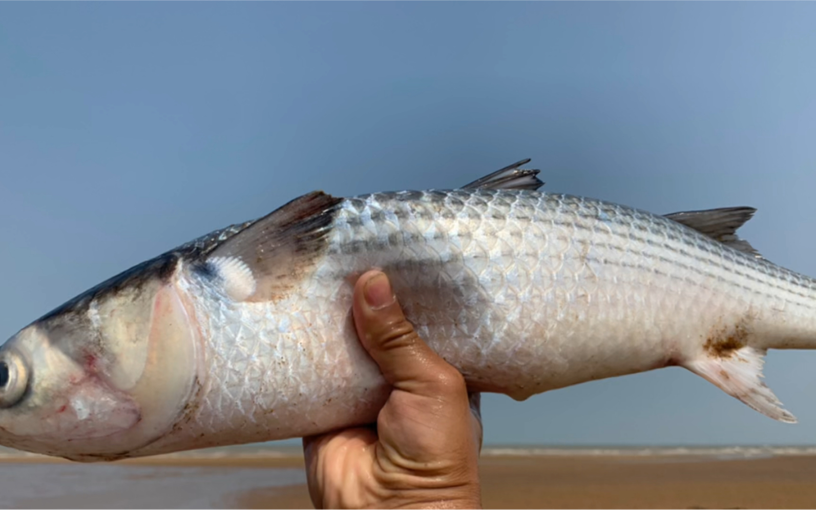 天津海钓梭鱼(天津船钓梭鱼方法视频)
