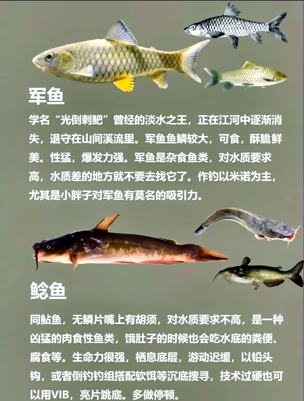 路亚可以钓鲤鱼和草鱼吗(用路亚可以钓鲤鱼吗 草鱼吗)