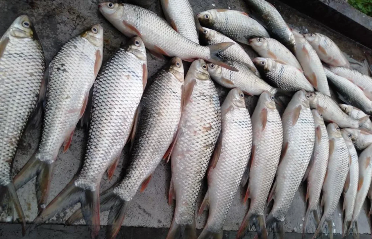 春夏天水库钓鲮鱼技巧(水库钓鳊鱼用什么饵料最好)