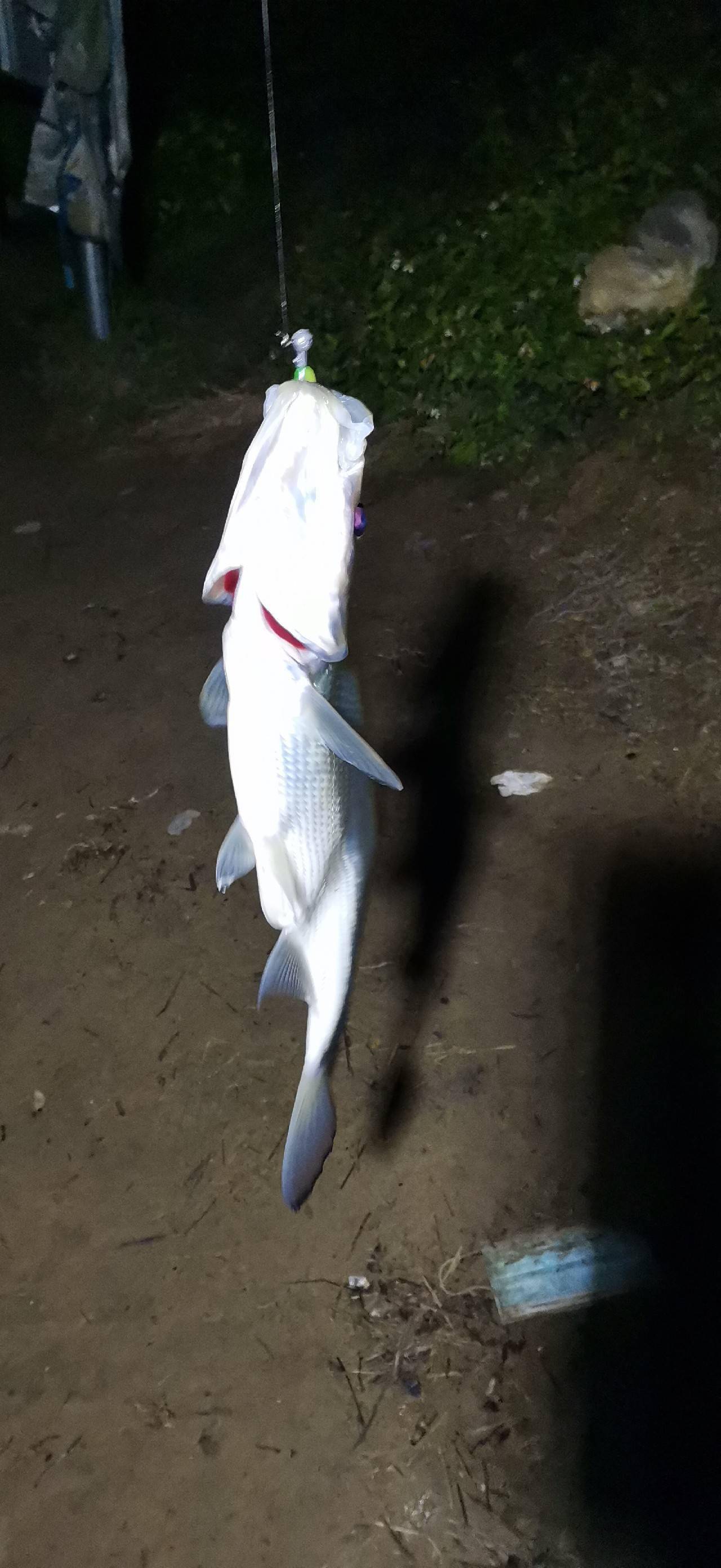 夜间路亚翘嘴(夜间路亚翘嘴用什么假饵)