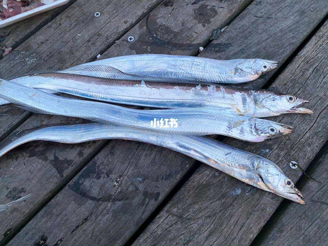 海钓带什么(海钓带什么鱼竿)