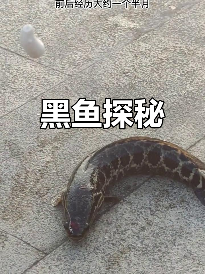 路亚黑鱼口微(路亚黑鱼装备一步到位)