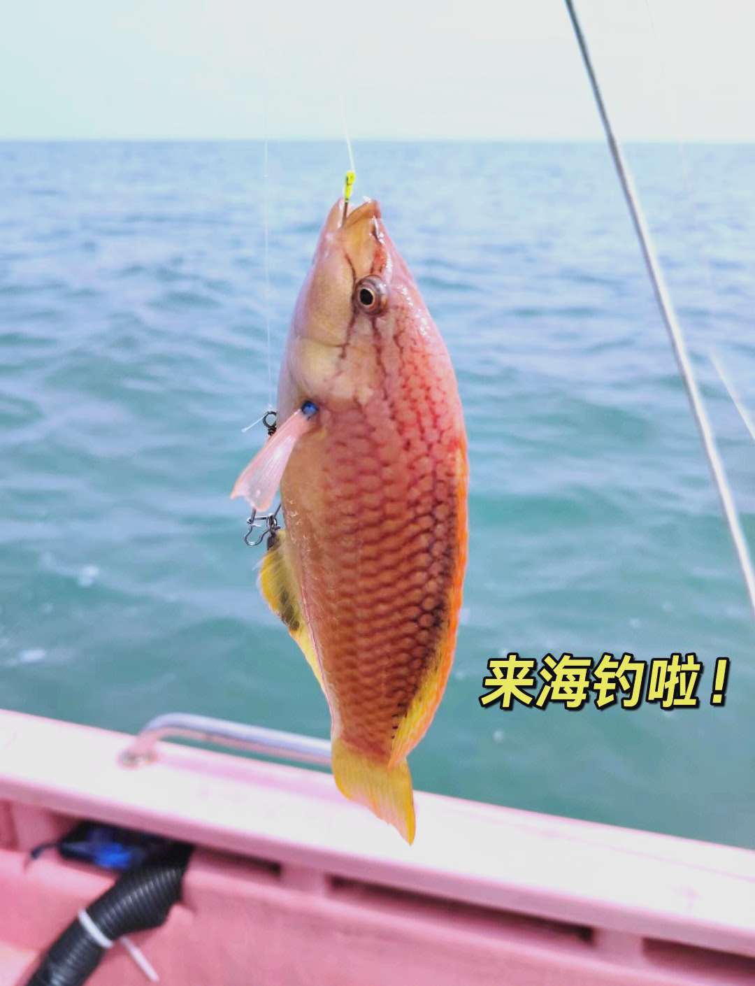 海钓线长(海钓线使用几号线合适)