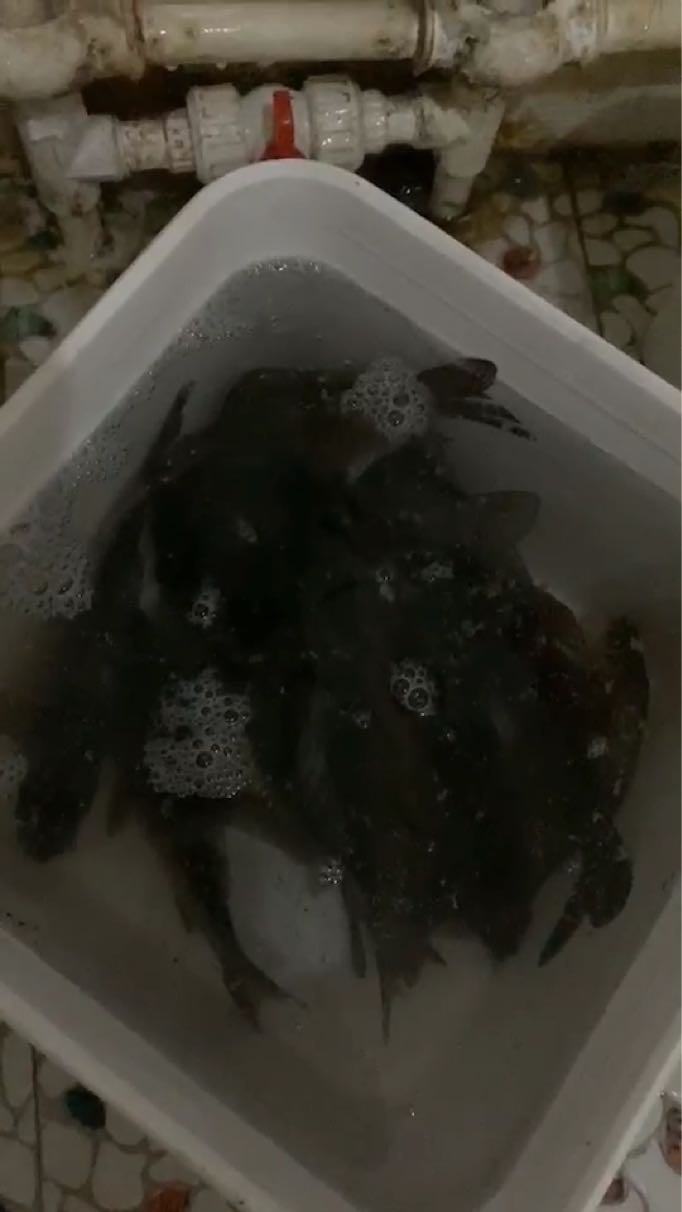 路亚海阳(海水路亚竿)