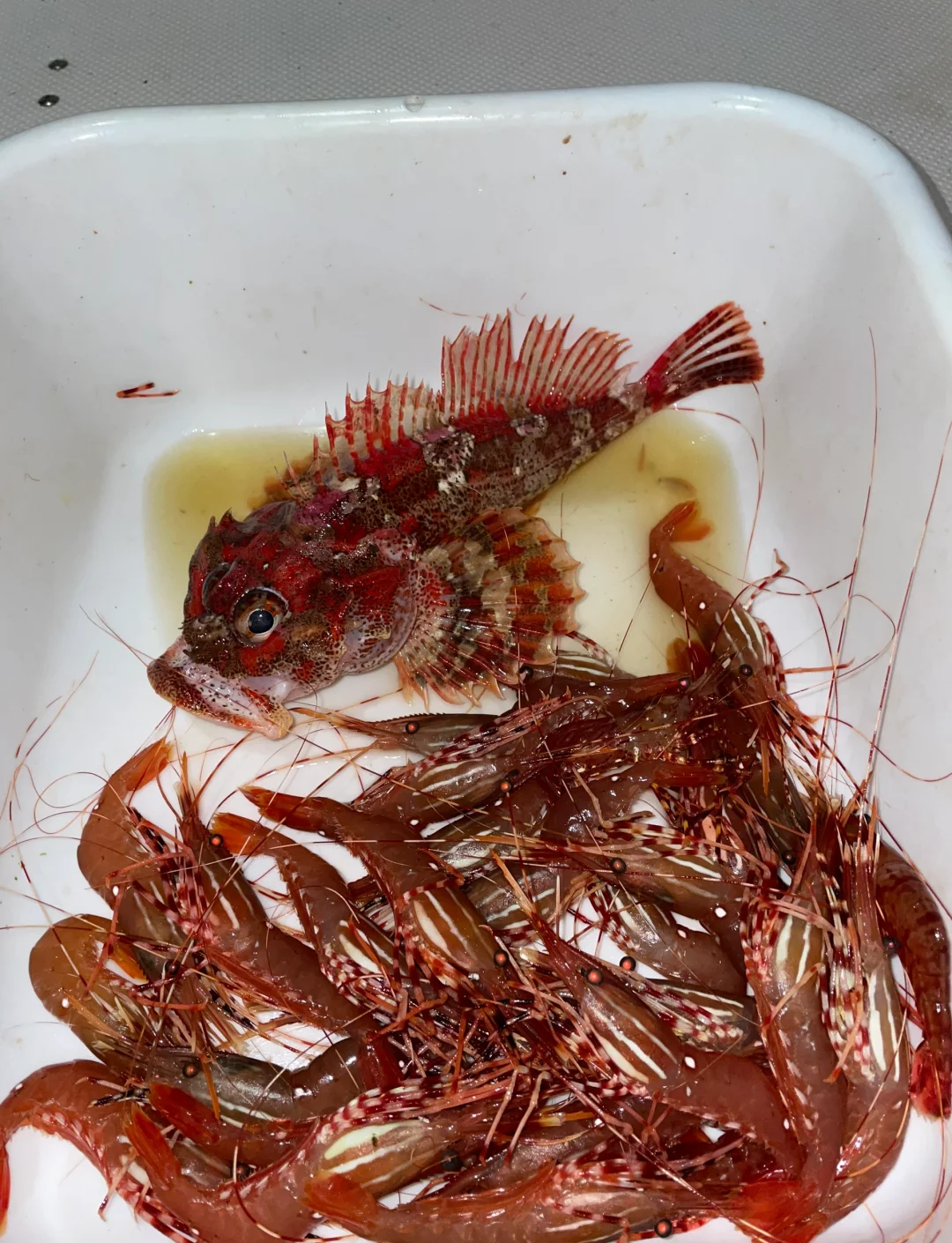 海钓要活虾吗(海钓用海虾还是淡水虾)