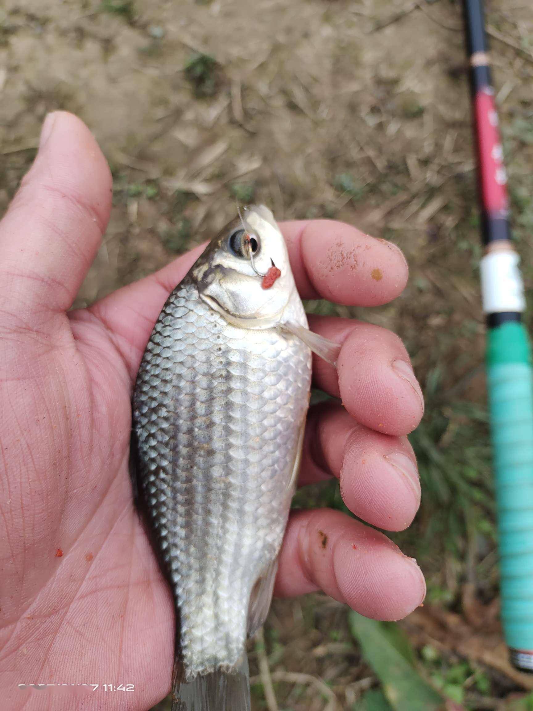 夏季红尾饵料配方(夏季红尾饵料配方大全)