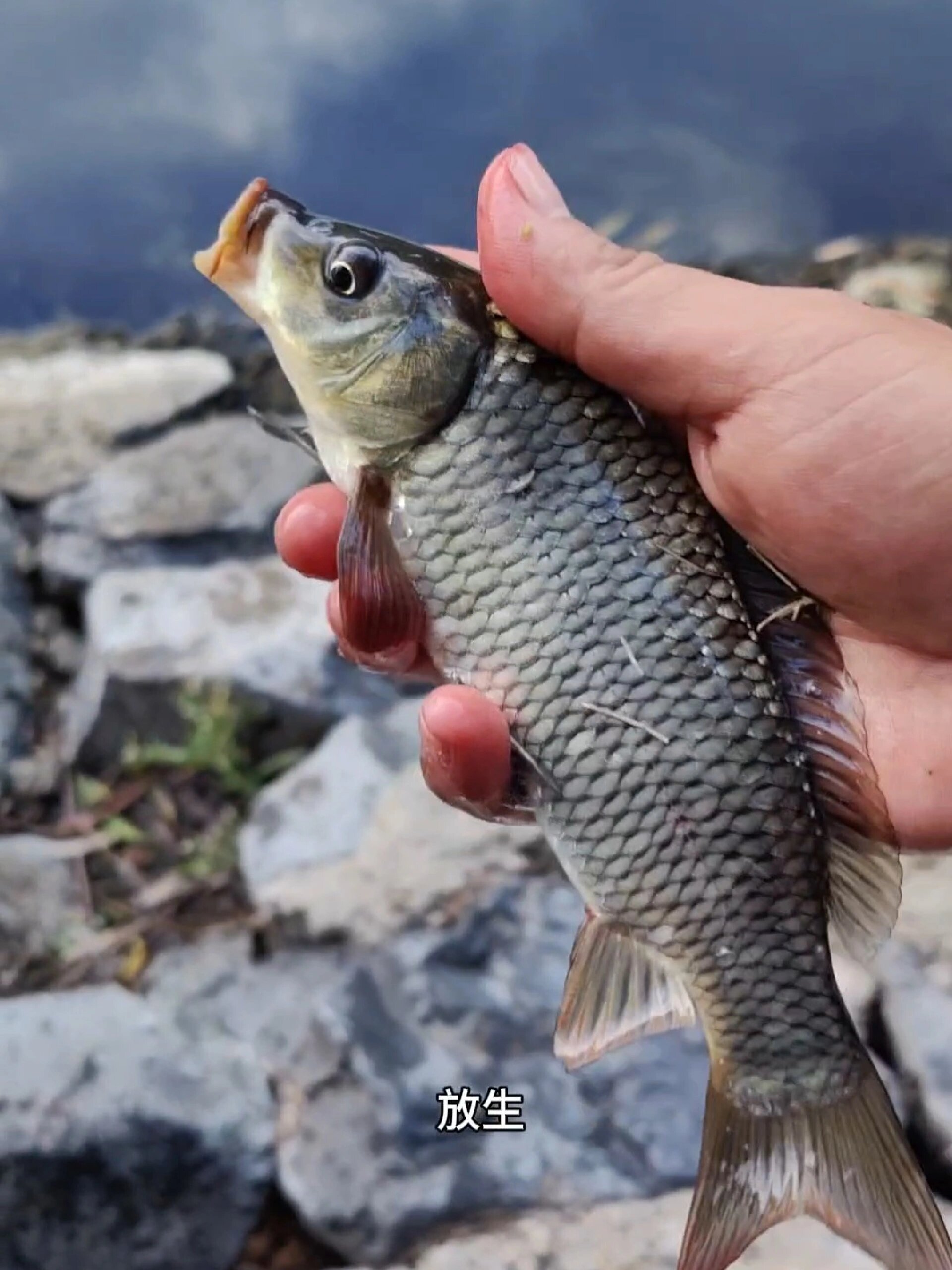 河流钓鲫鱼点选择技巧(河里钓鲫鱼怎么调漂视频)
