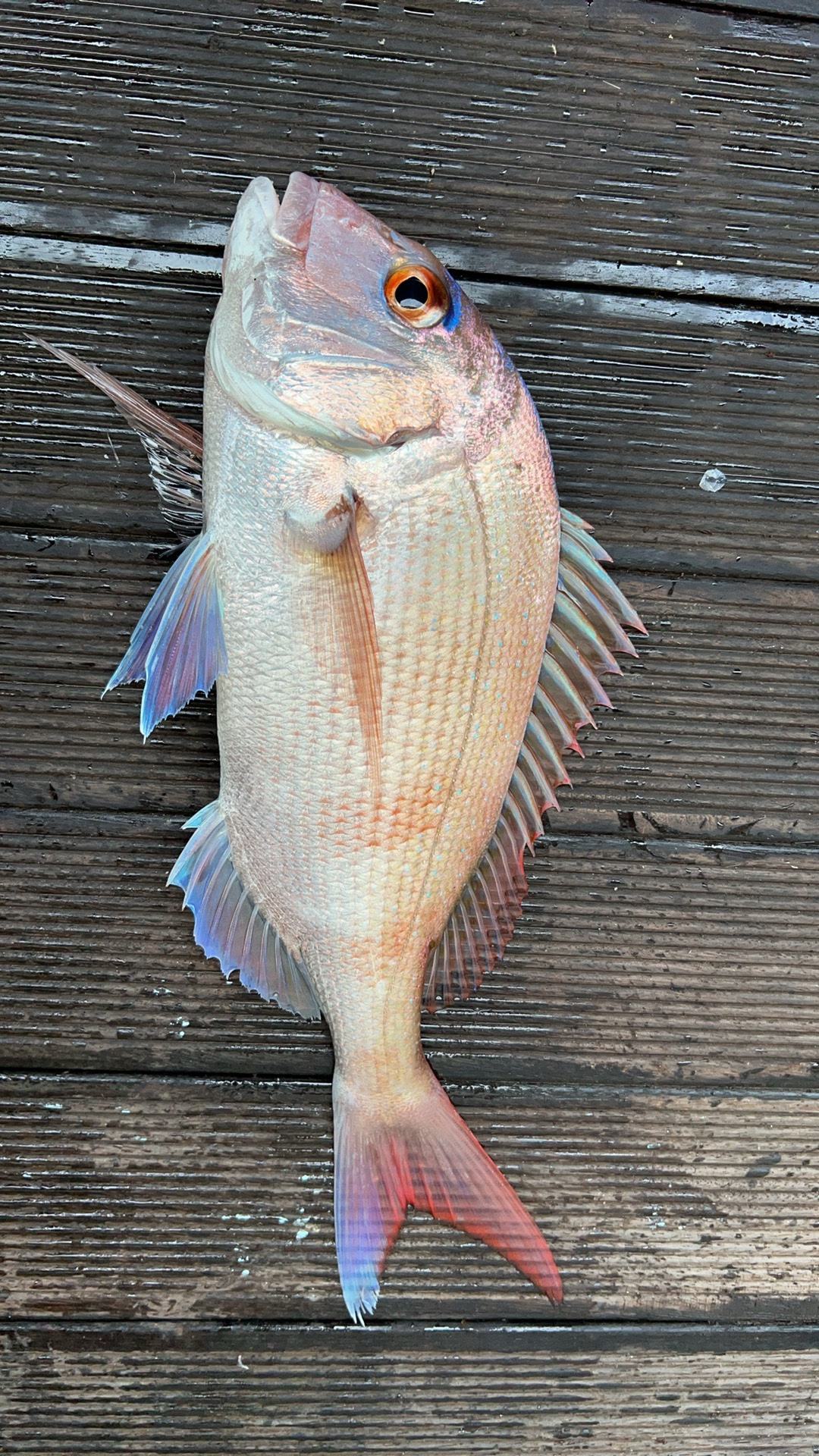 海钓沉底钓子线(海钓沉底钓线组)