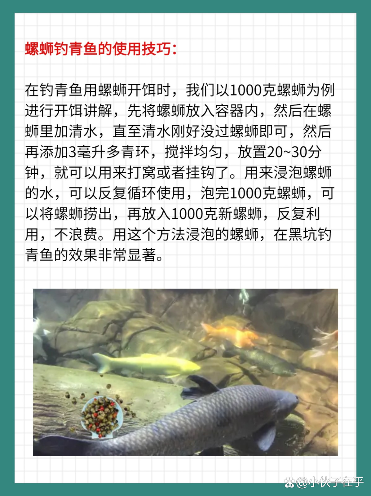 钓青鱼挂螺蛳技巧视频(钓青鱼挂螺丝用吃铅多大的漂)