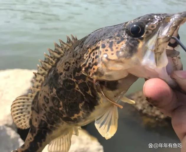 青鱼吃饵料嘛(青鱼吃腥味的饵料吗)