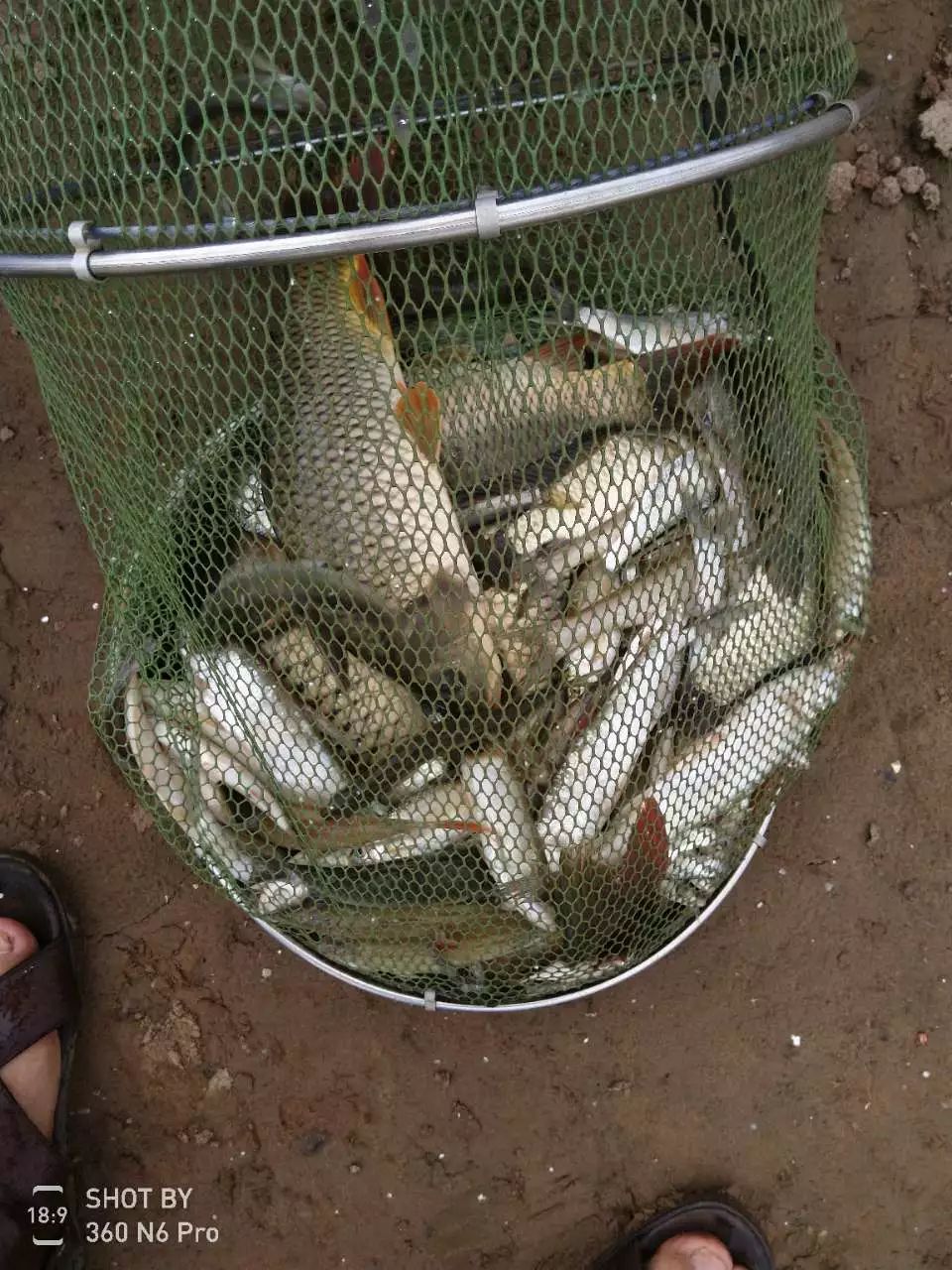 端午节钓鲫鱼技巧(端午节钓鱼钓深还是浅)