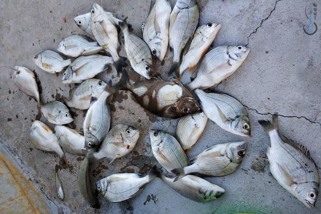 海钓黑鲷钓多少水深(海钓黑鲷钓多少水深最好)