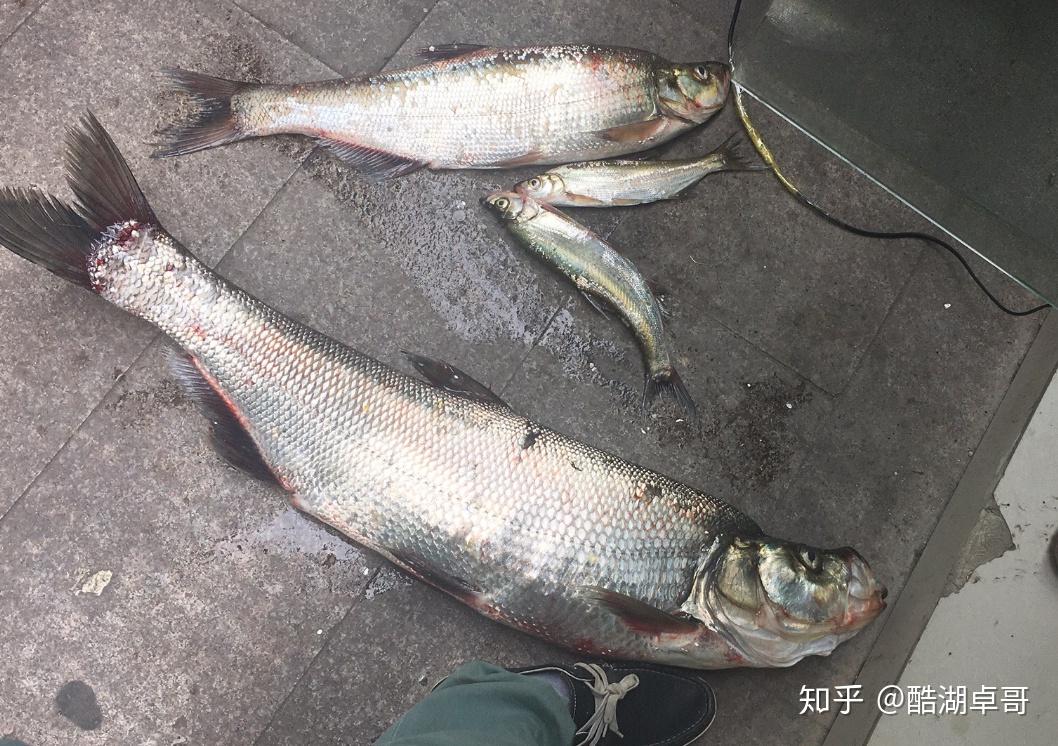 春天筏钓逗鱼技巧(春天筏竿钓鲫鱼的技巧)