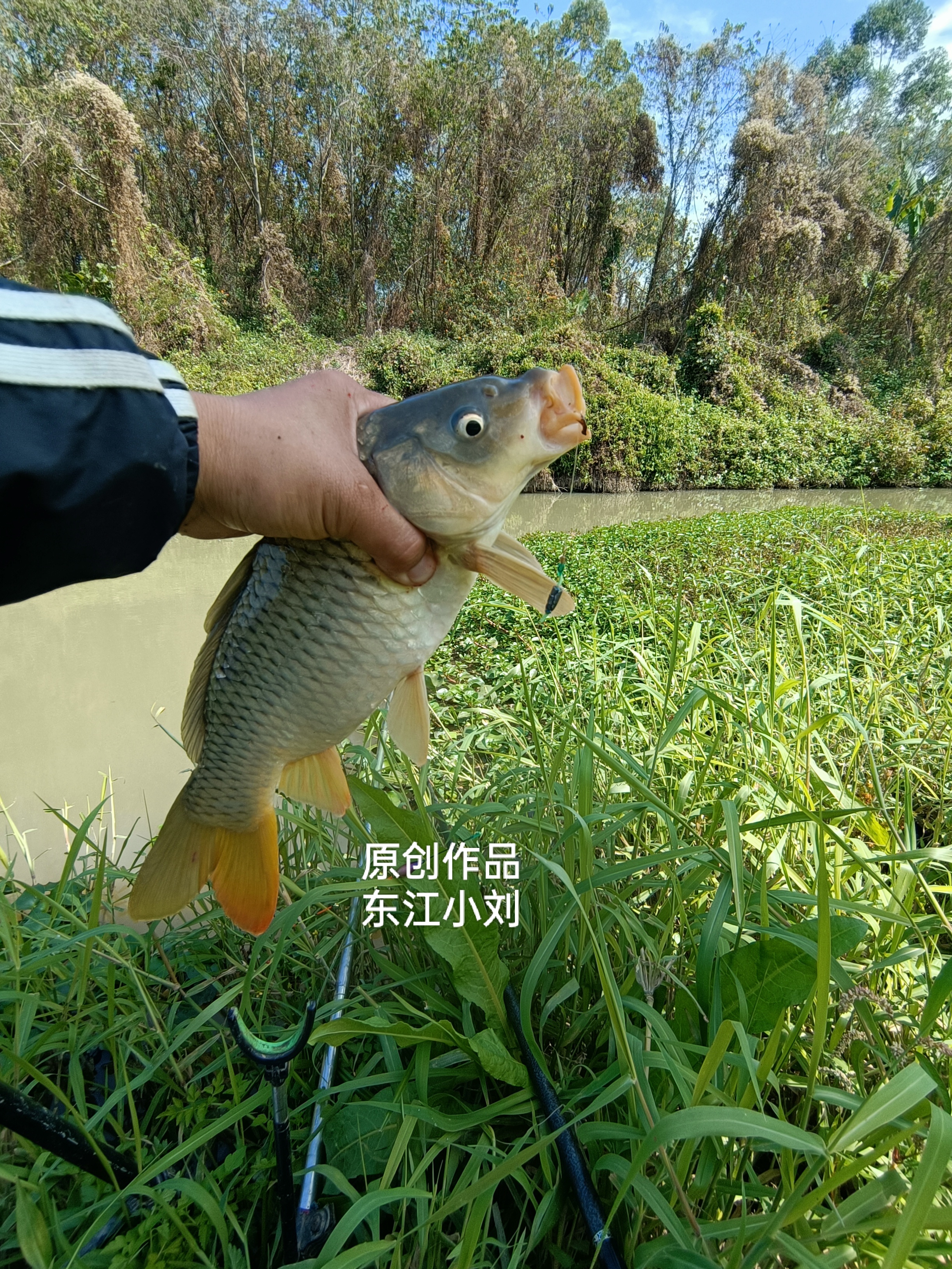 十一东江钓鱼技巧(东江钓鱼用什么方块料好)