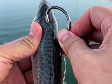 深海钓大鱼全集(深海钓大鱼全集视频)