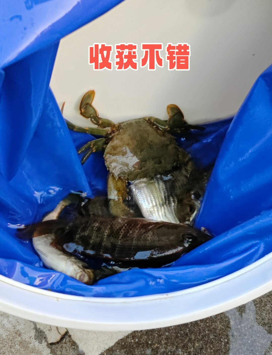 大鹏海钓渔排(深圳大鹏渔排海钓)