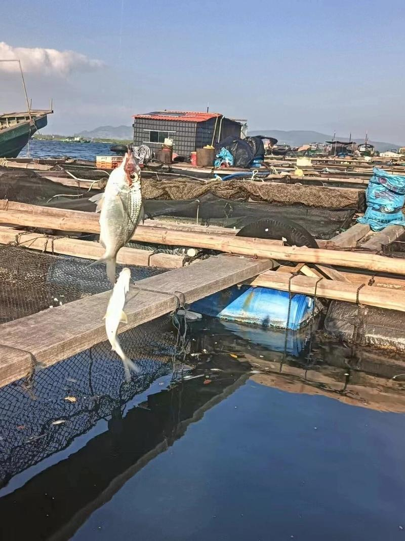 陵水有海钓俱乐部吗(陵水哪里的海边可以钓鱼)