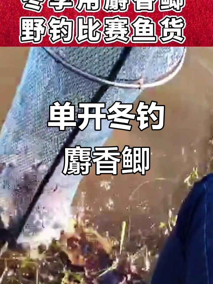 麝香鲫鱼饵料招小鱼吗(麝香味鲫鱼饵什么季节用)