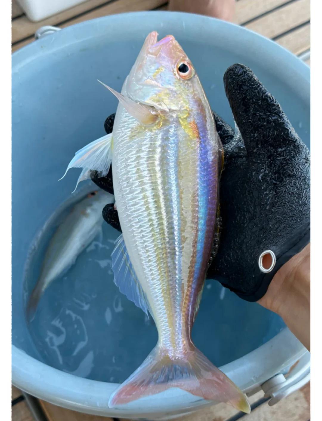 惠阳澳头海钓(惠州澳头哪里可以钓鱼)