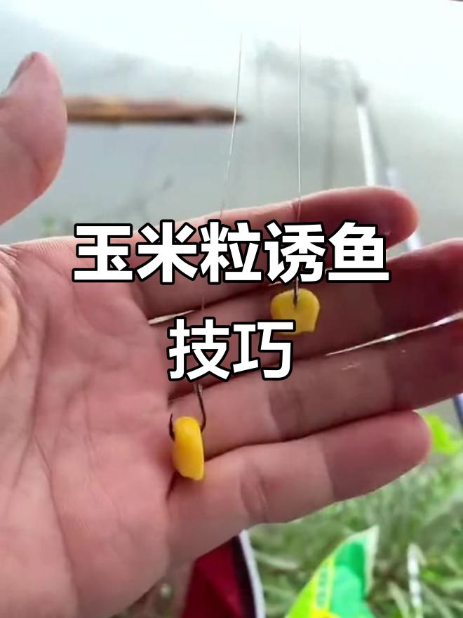 生玉米钓鱼技巧(生玉米能钓到鱼吗)