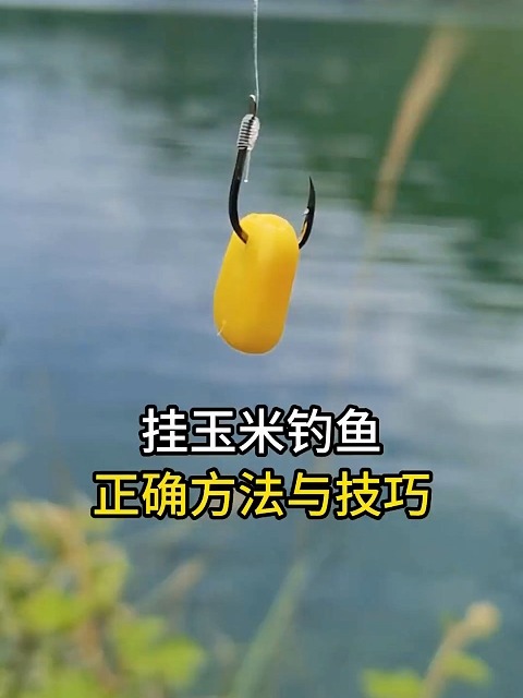 生玉米钓鱼技巧(生玉米能钓到鱼吗)