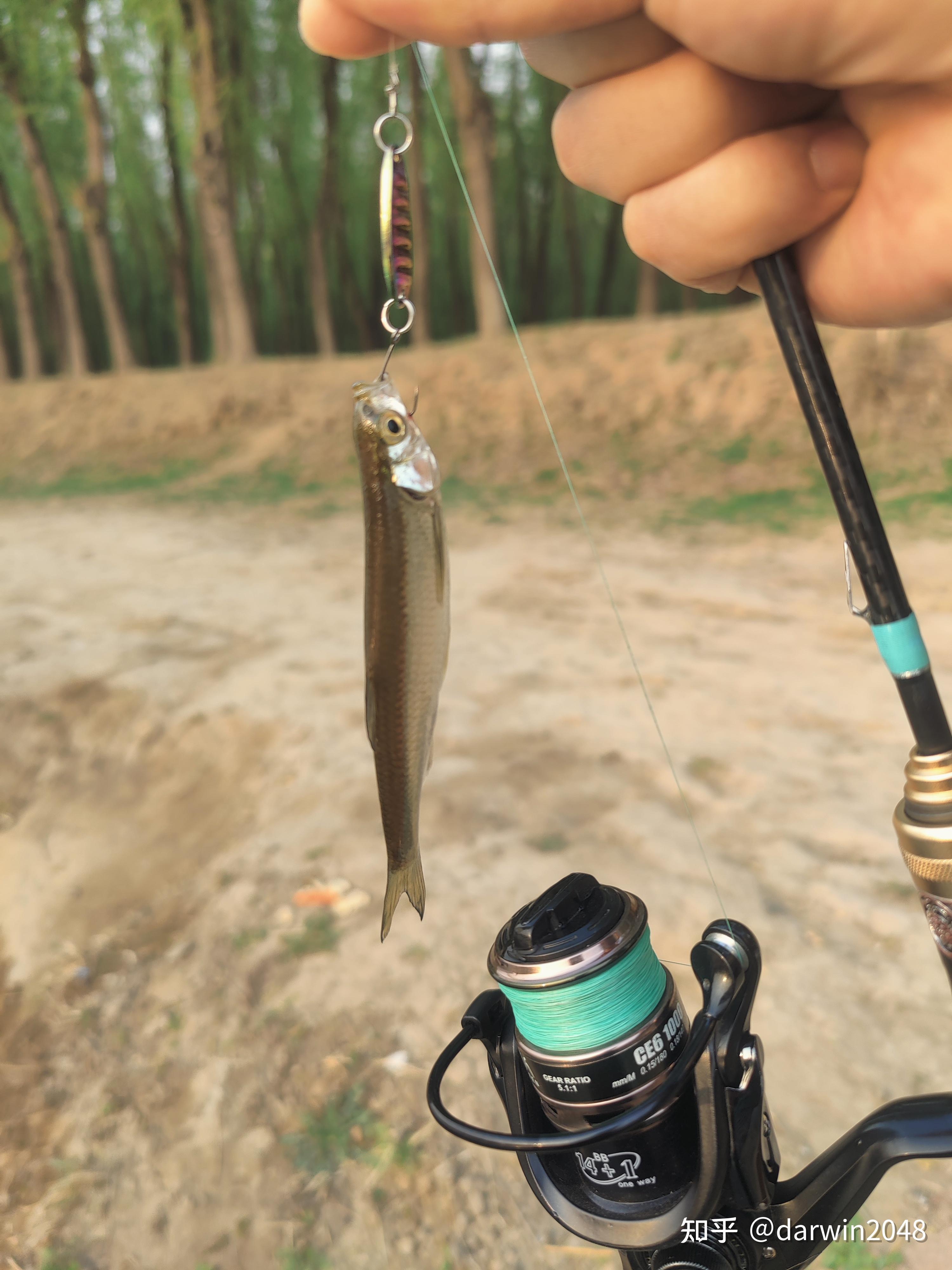 阳澄湖浅滩路亚(阳澄湖路亚假饵能钓到吗)