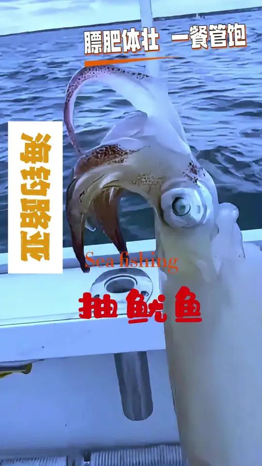 什么是路亚海钓(路亚海钓技巧大全)