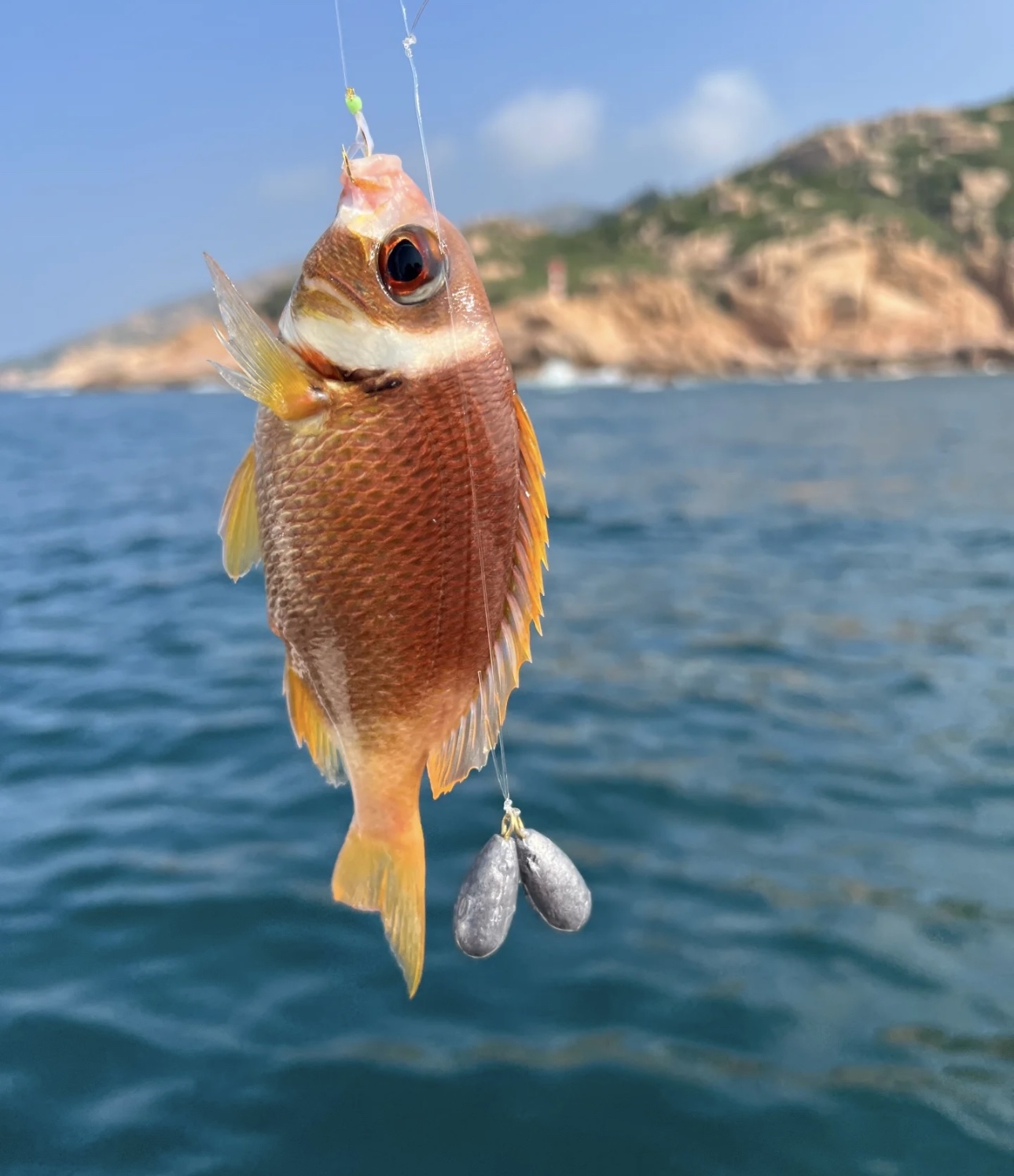 海钓鱼都有什么鱼(海钓鱼都有什么鱼种)